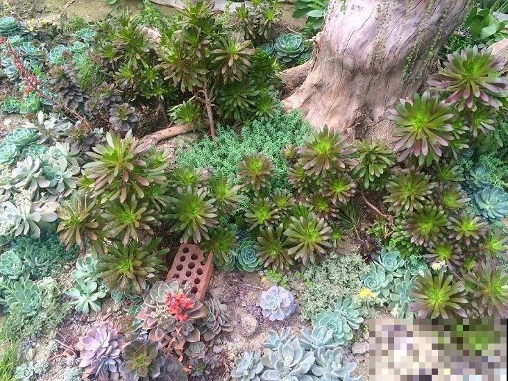这么贵的花，扔路上随便捡，后悔没带个大麻袋！