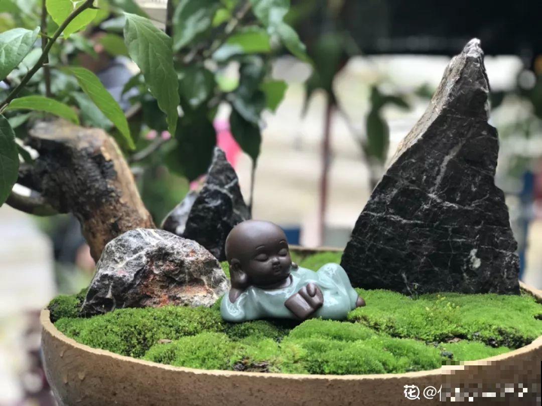 有个小院,养花喂猫,日子越过越充实! 有个小院,养花喂猫,日子越过越充实!