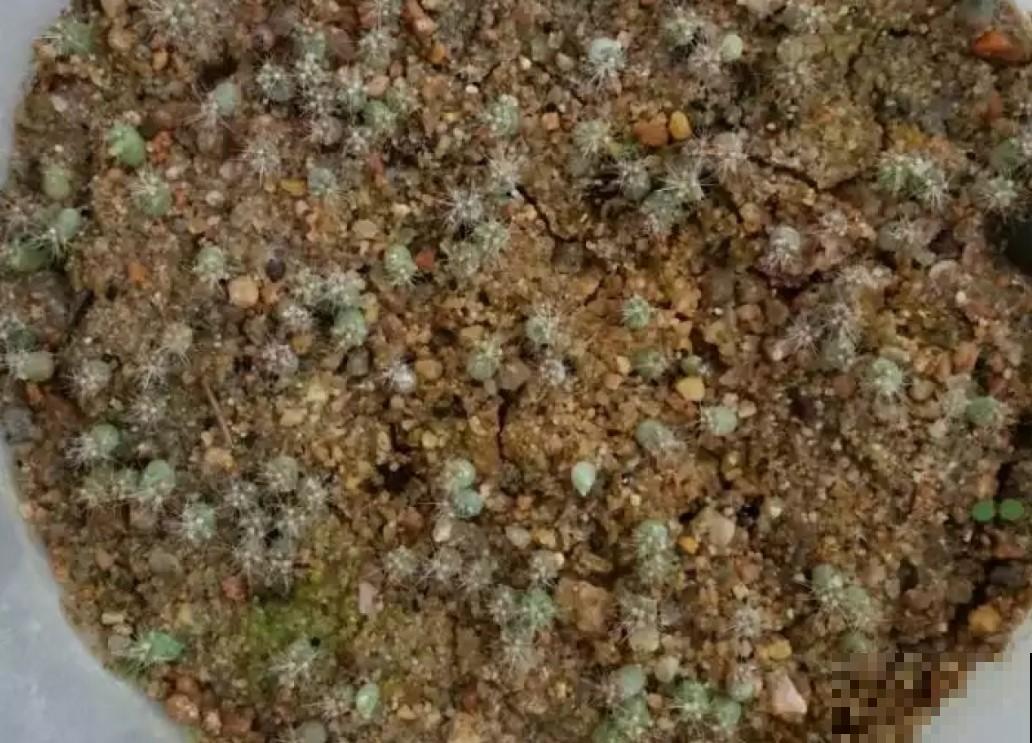 仙人球籽播种，特有成就感，秒变大户！