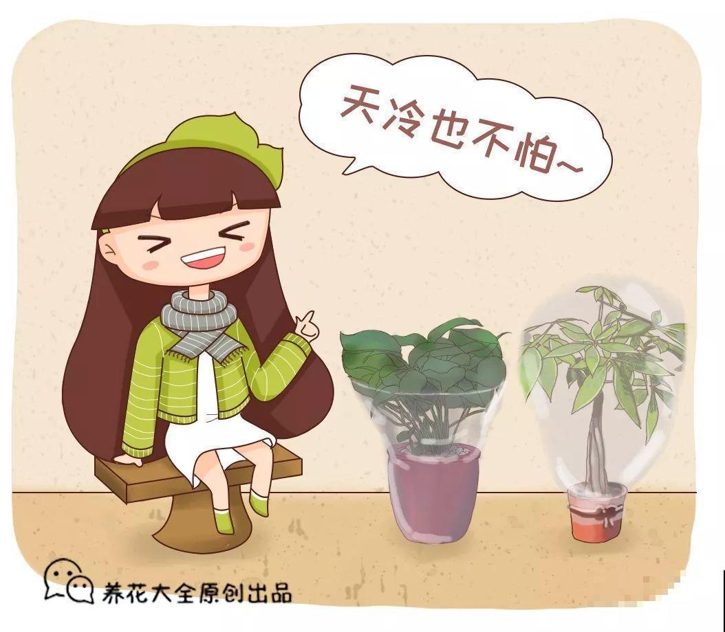 11月养花，这4点没注意，再好养的花也过不了冬！