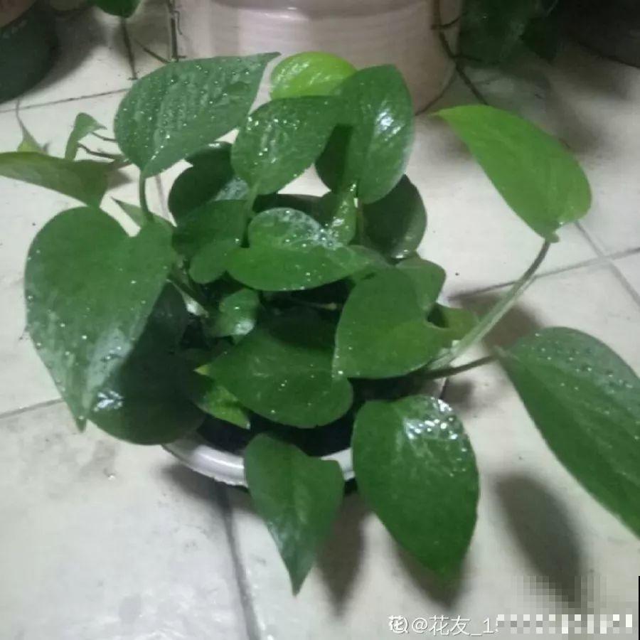 这5种花堪称加湿神器，耐阴又好养，冬天也能呼呼长个！