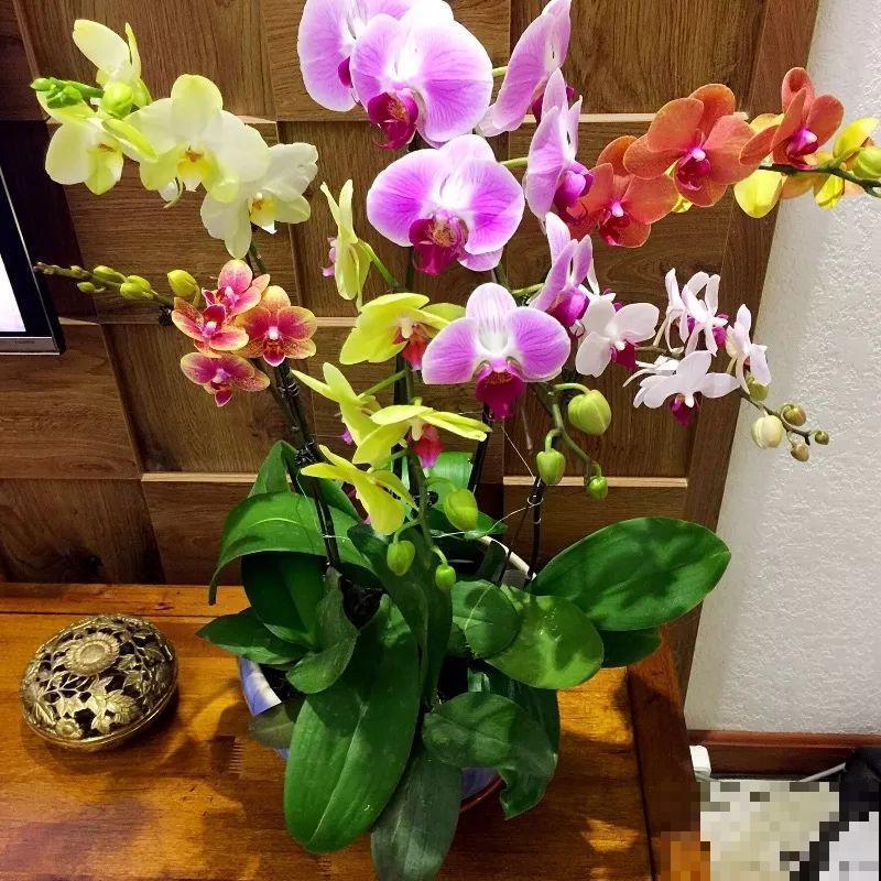 这9种花，养一盆一年四季有的看，不知道的还以为是塑料花！