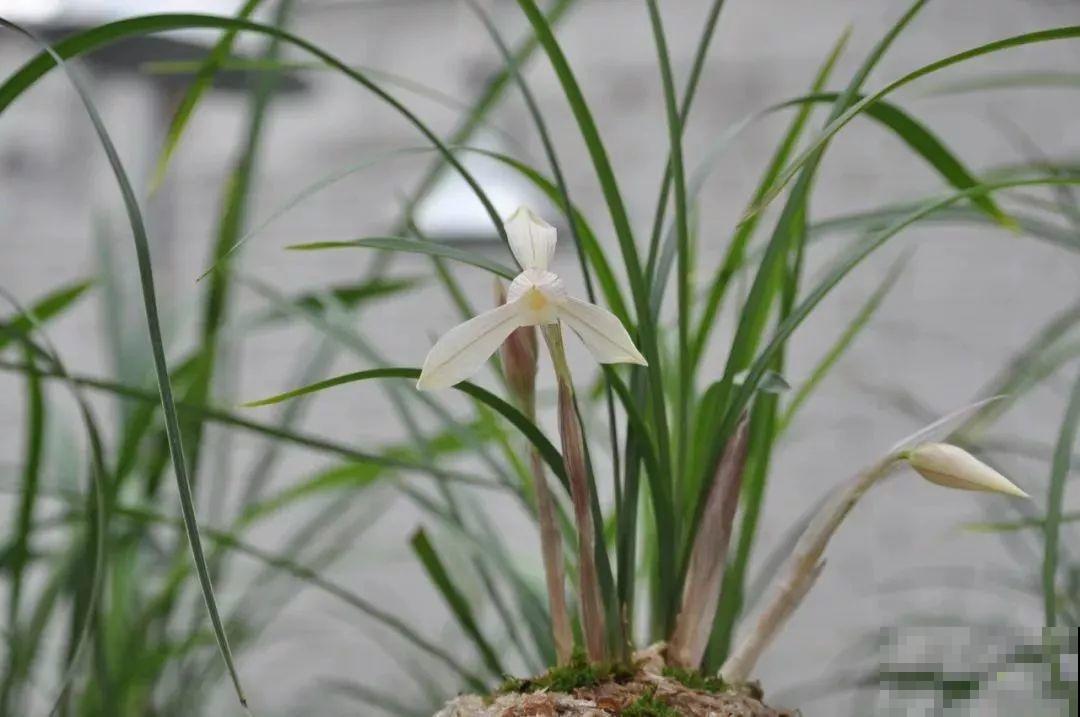 兰花最全养护要点，一年四季绿油油，开花还能香满屋！