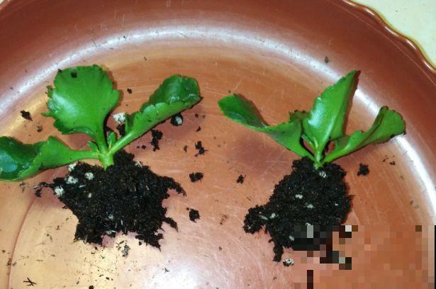 这花冬天容易死，赶紧扦插备份，小心一个冷风就吹没了！