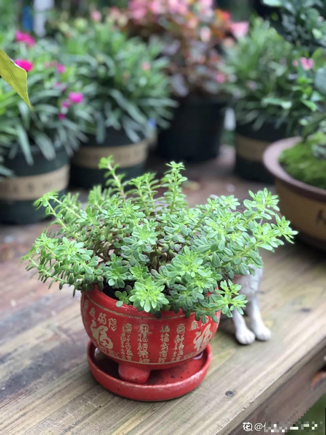 有个小院,养花喂猫,日子越过越充实! 有个小院,养花喂猫,日子越过越充实!
