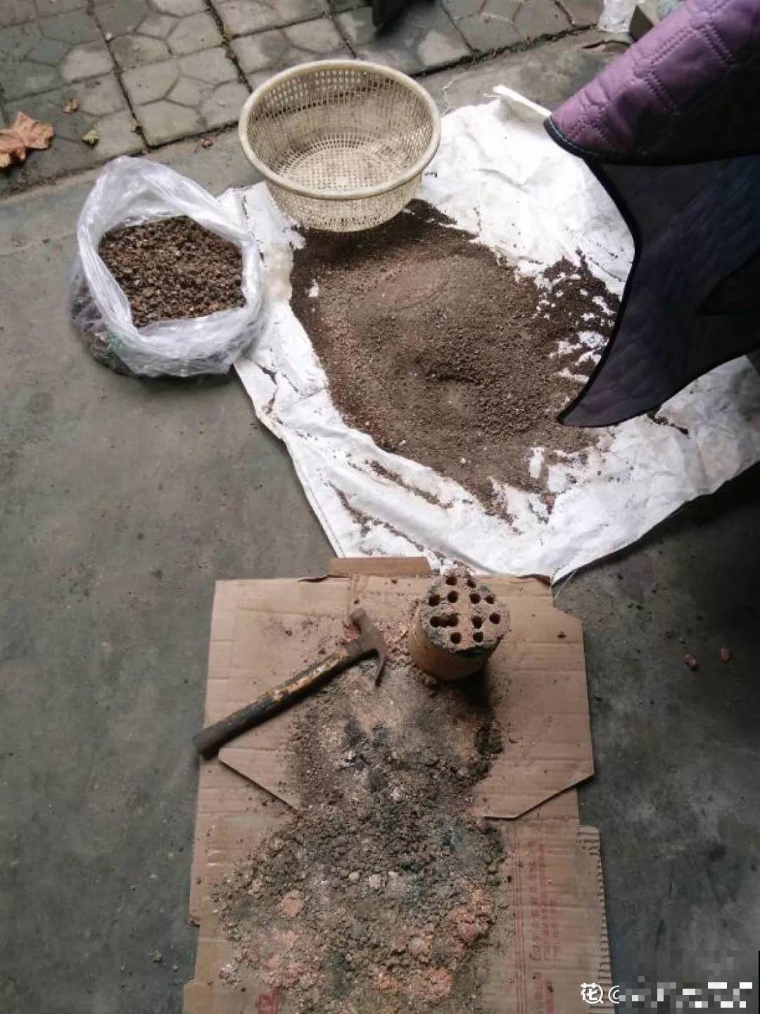 路边捡点它，水里一泡就是万能肥，肥效比淘米水好！