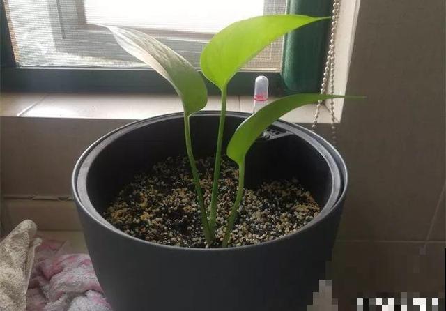 初冬季节，刚买的花可别放这儿养，小心活不过3天！