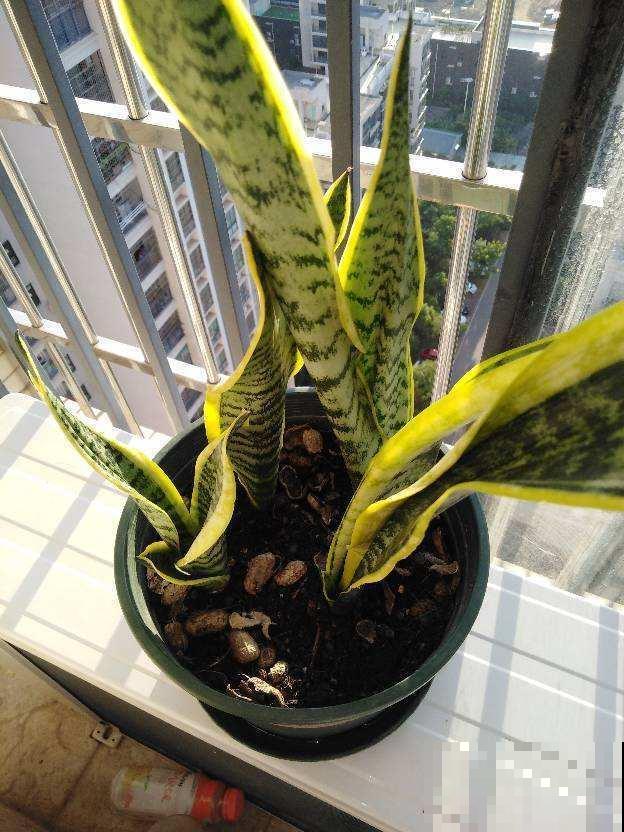 虎皮兰太瘦弱？拿出去晒一晒，叶子嗖嗖窜