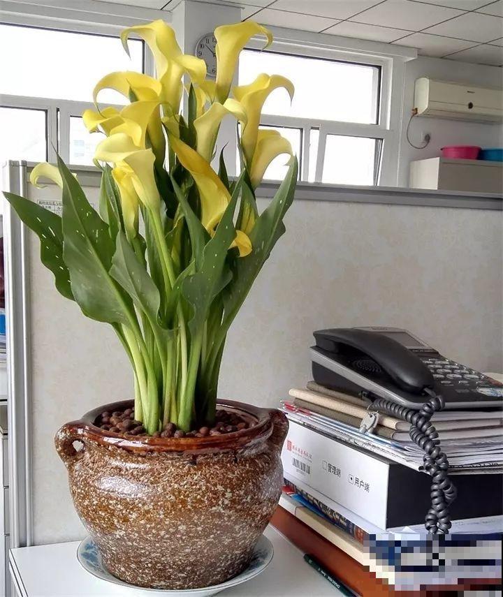 这9种花，养一盆一年四季有的看，不知道的还以为是塑料花！
