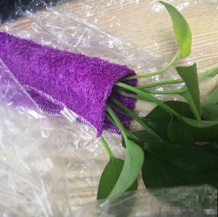 这花就得虐着养，套个袋子捂一捂，揭开立马冒花苞！