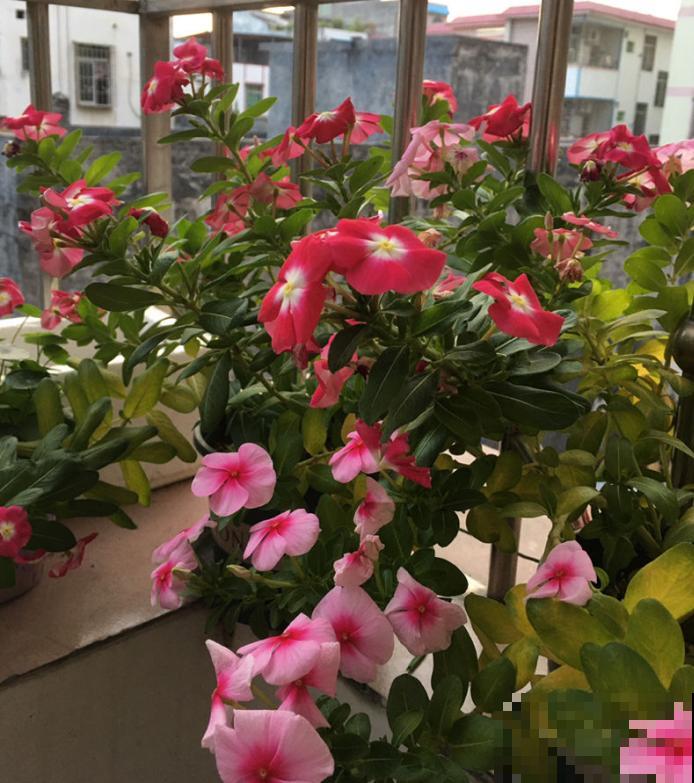 吊竹梅搬屋里，颜色越晒越鲜艳，掐根枝又能养一盆！