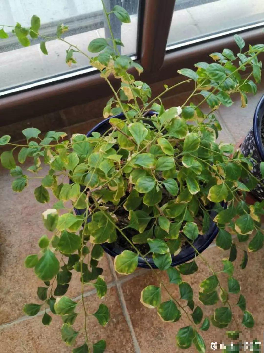 这3种花别养老桩，越老越不开花，剪一剪才能窜新芽！