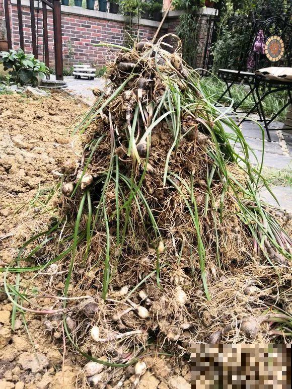 养这3种花真挣钱，今年种1棵，明年能收获一麻袋！