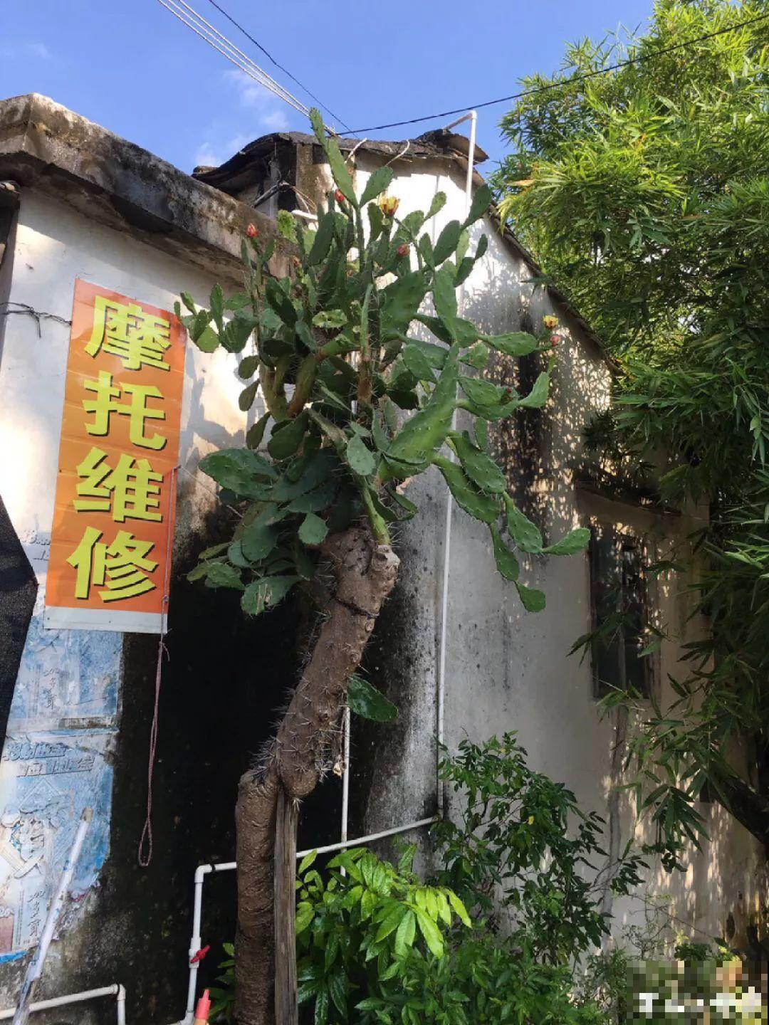 这8种花，养养就成巨无霸，3个大汉都搬不动！