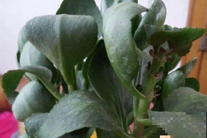30种花冬天浇水技巧，根不烂，来年春天猛蹿新叶！