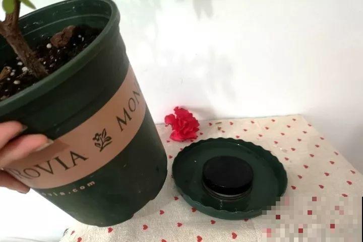 越老越值钱的花，修修剪剪，养两年身价翻倍涨！