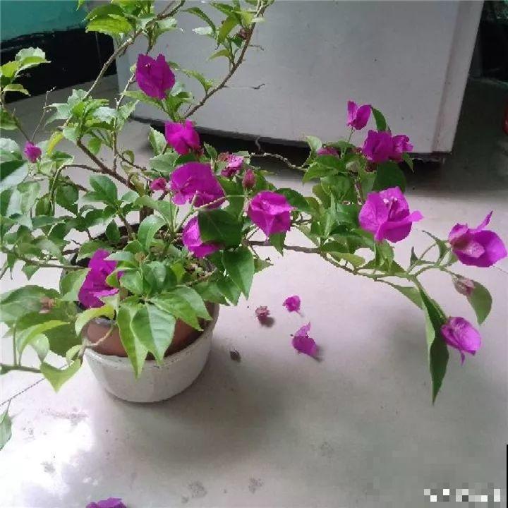 5种花，冬天忍一忍，别换盆，免得活不过一个周！