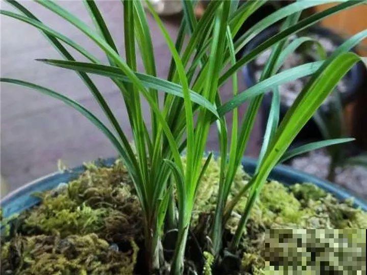 这花公认难养，冬天放外面冻20天，立马开花！