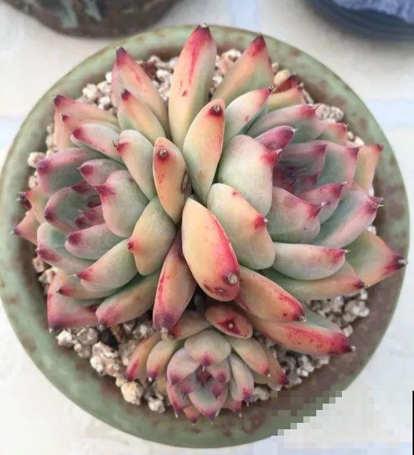 爱上多肉8年，她付出了所有，数量多到可以摆满整个天台！