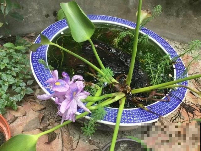 这花是个大“祸害”，20元一棵还有人买，啥时候洗白的？