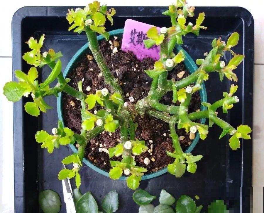长寿花养出大粗枝，一年到头不窜芽，别等了，赶紧剪！