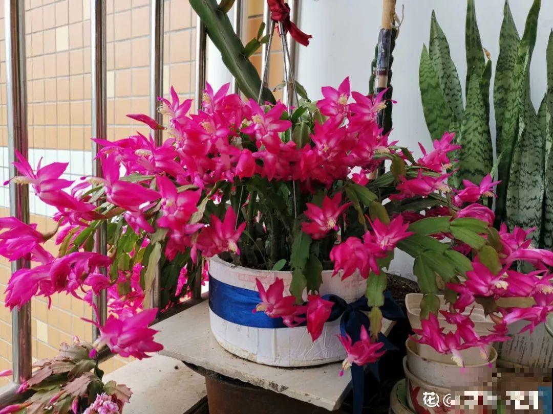 3种花别乱浇水，水越多越不开花，难怪这么多年不见一个花骨朵！