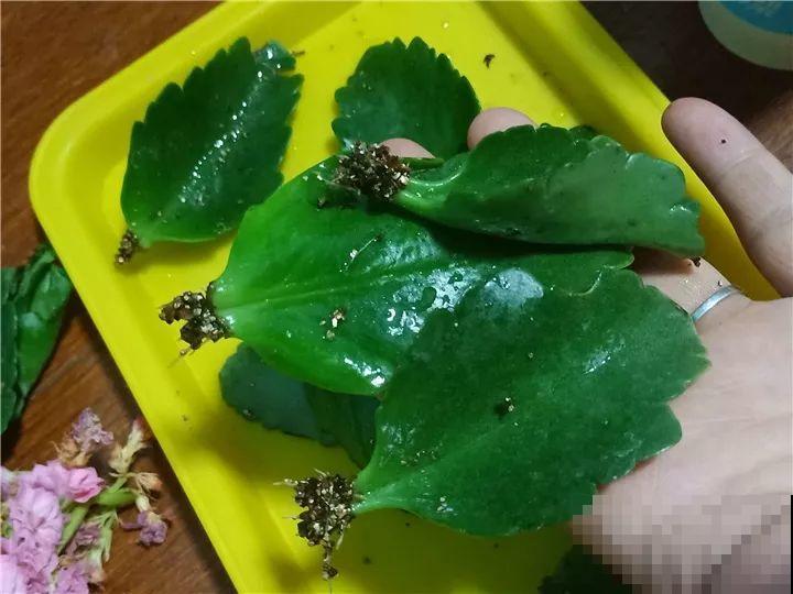 长寿花叶插最好活，现在整两盆，明年多到得送人！