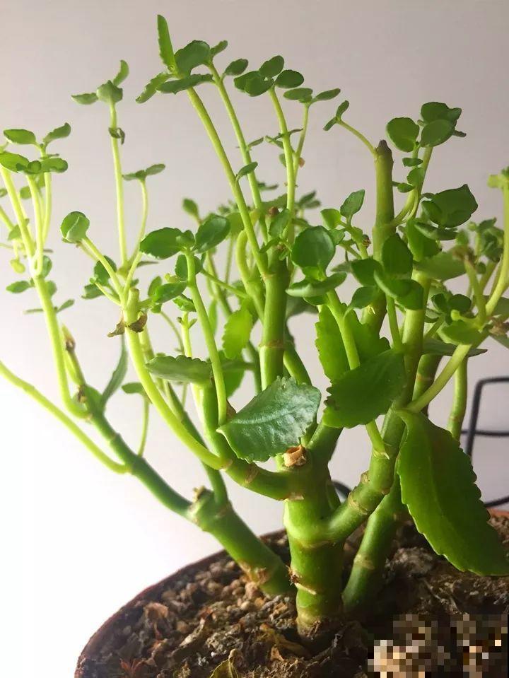 5种花不能长太高，越矮越值钱，一长高就得砍！