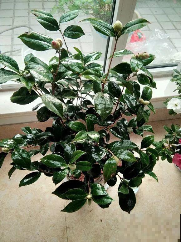 这花公认难养，冬天别急着搬屋里，小心花苞掉一地！