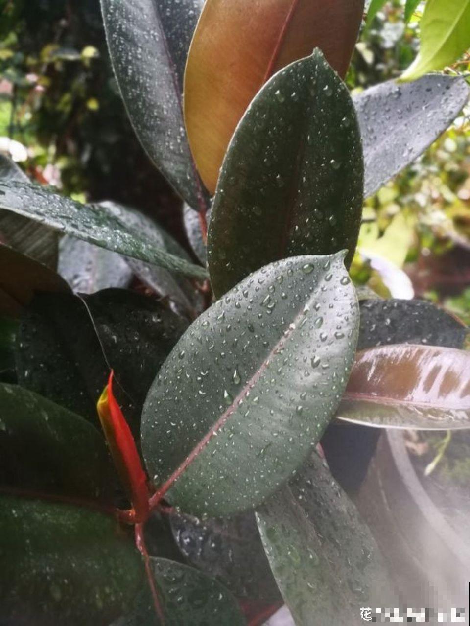橡皮树冬季咋养？加点豆水，叶片绿油油！