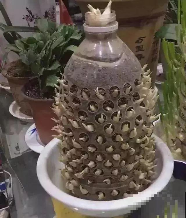 废油桶戳个洞，扦插3天就成活，养花再也不烂根！