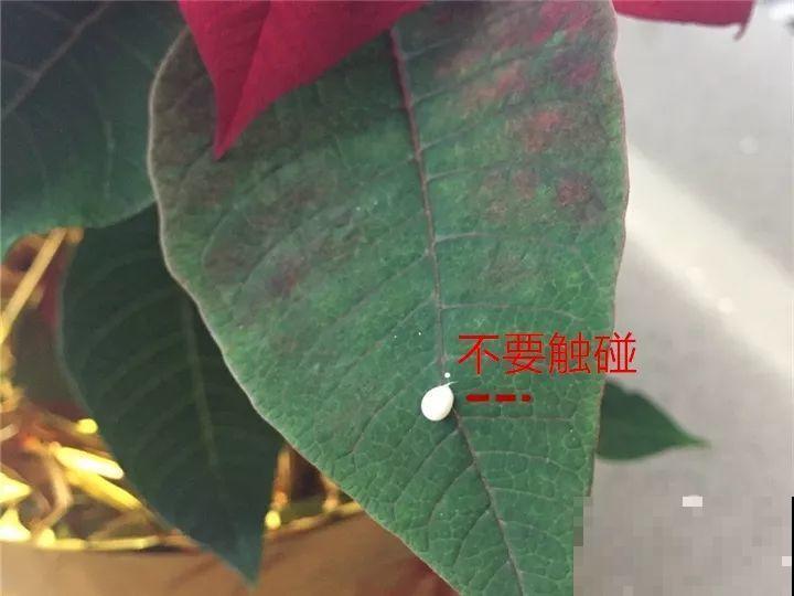 这15种花，别乱碰、别乱吃，家里能不养就不养！