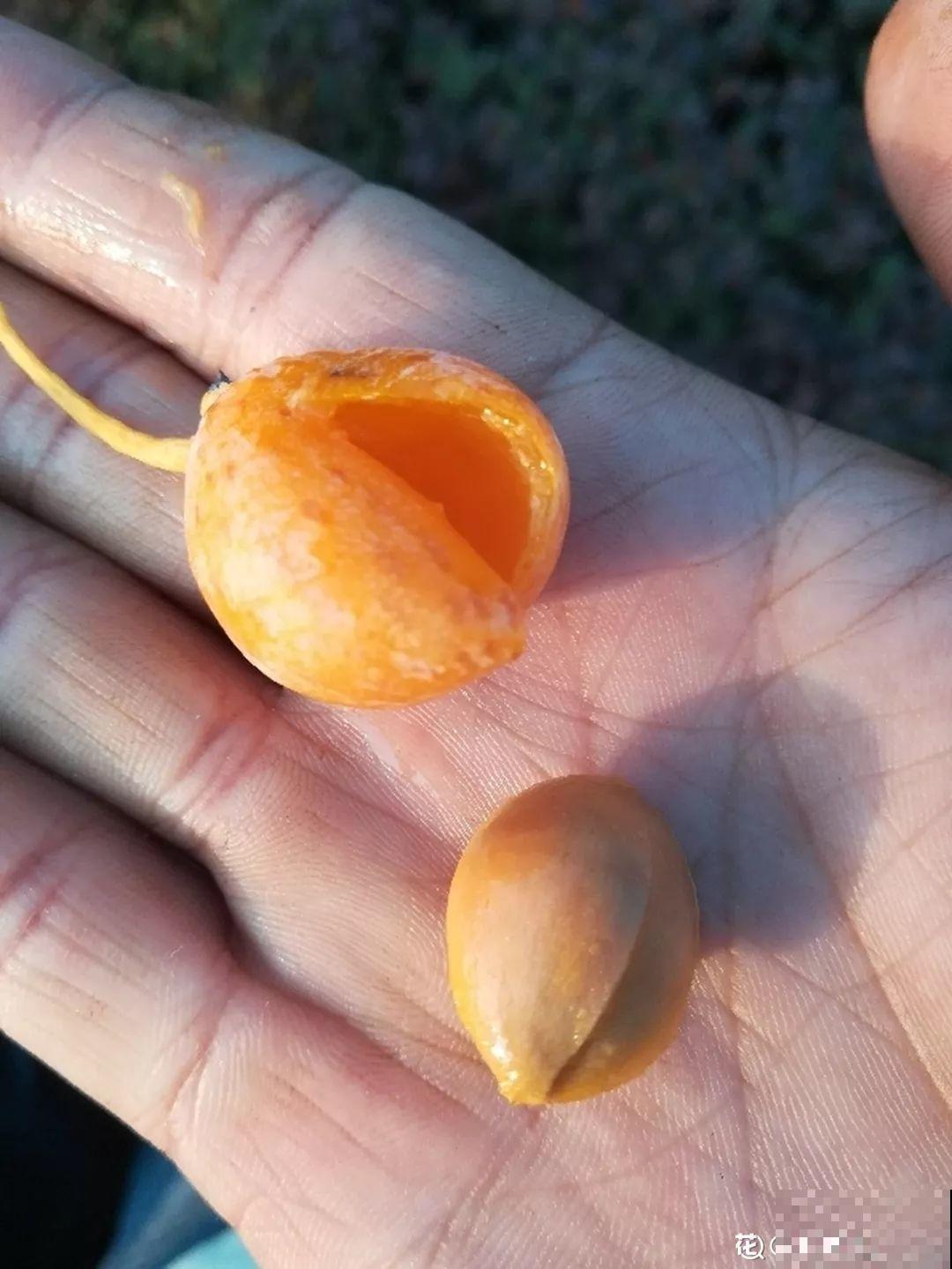 红彤彤的野果，看着是挺诱人，可吃一口有你后悔的！