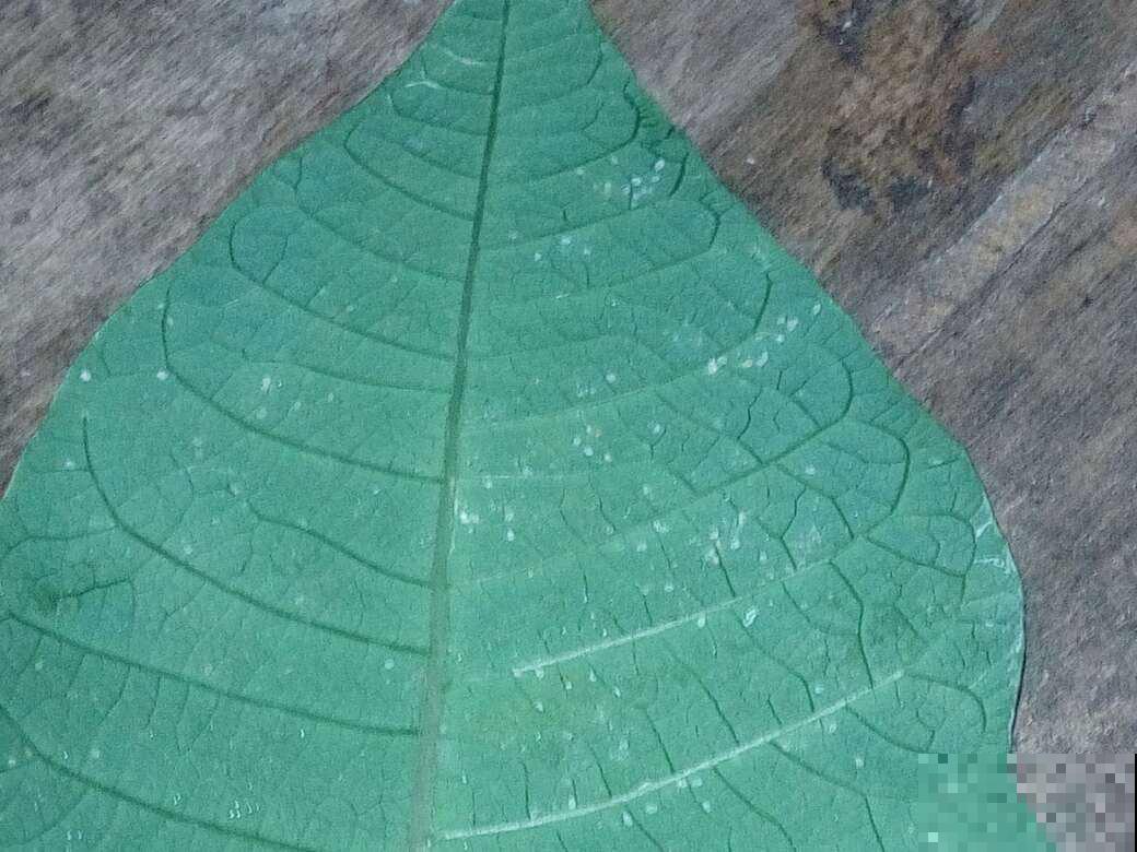 这花寓意红红火火，冬天赶快入手吧，很喜庆