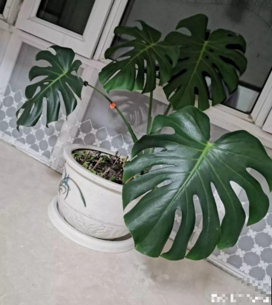这5种花堪称加湿神器，耐阴又好养，冬天也能呼呼长个！
