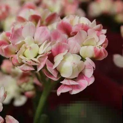 长寿花品种这么多，你只养过一种，亏不亏？
