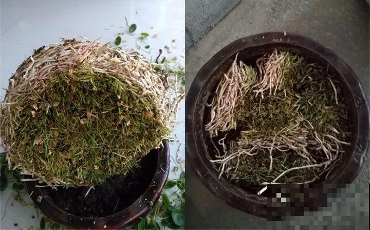 4种花狠心剃光头，剪完就能发新芽，蹭蹭长爆盆！