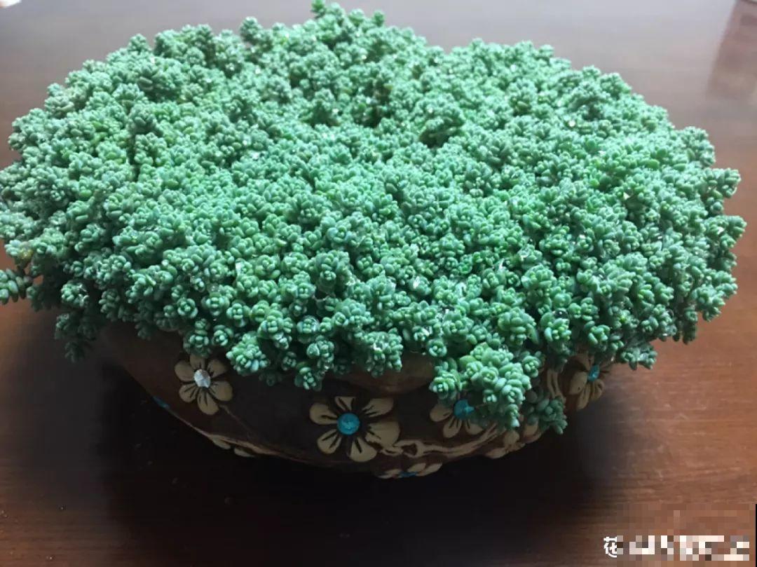 最爱爆盆的5种多肉，得用大脸盆养，2个月长得密密麻麻塞不下！