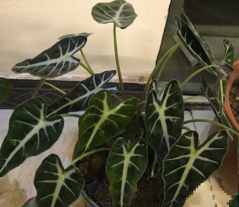家里想养绿植，就选竹芋，叶子的纹路比花还好看！