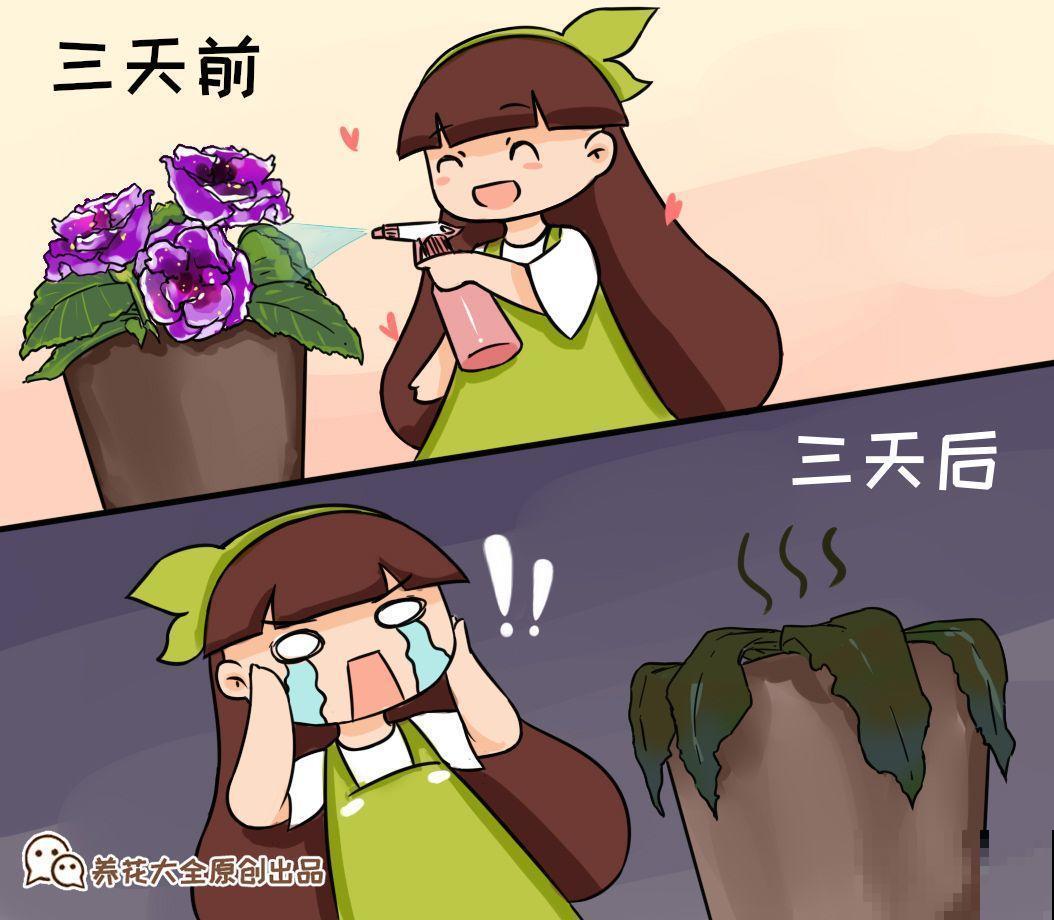 大岩桐浇水另有方法，这一点不注意，分分钟烂叶子！