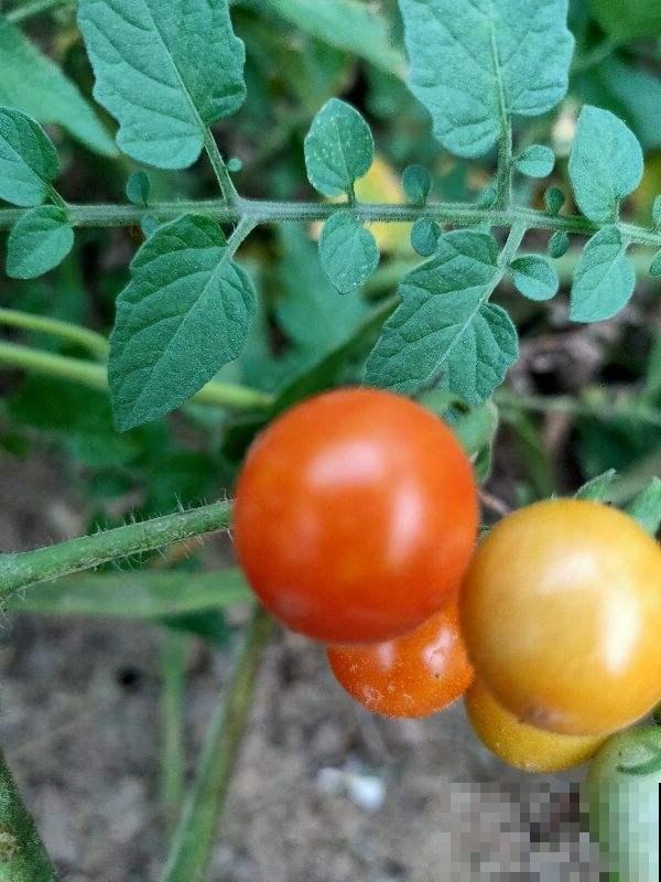 自家种出来的菠菜炒着吃，营养丰富味道好，都不用逛菜市场了