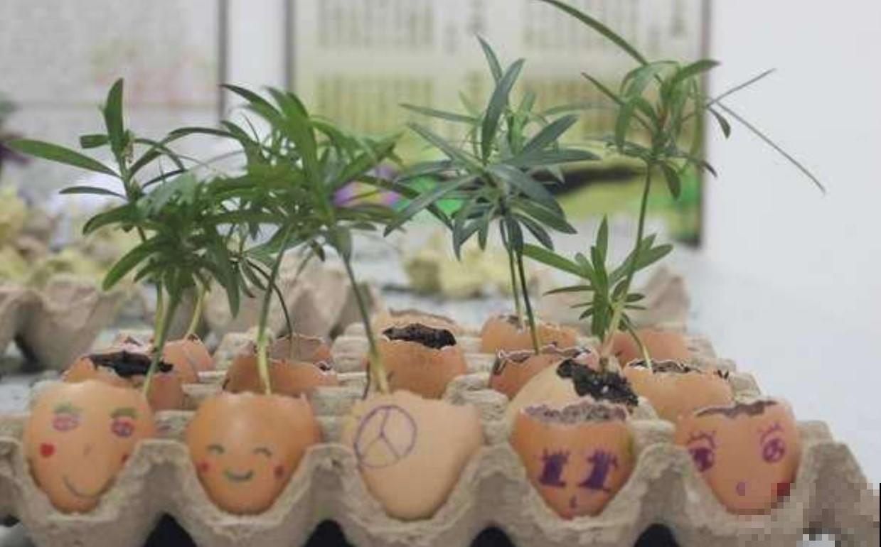 听说大家都在积攒蛋壳？原来这么用，啥花都能养好！