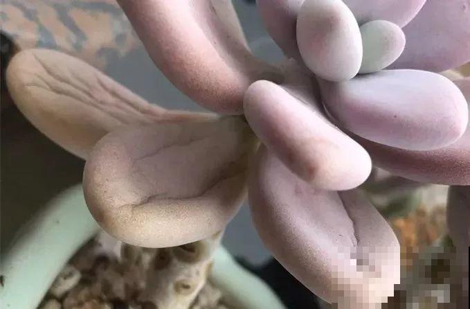 30种花冬天浇水技巧，根不烂，来年春天猛蹿新叶！