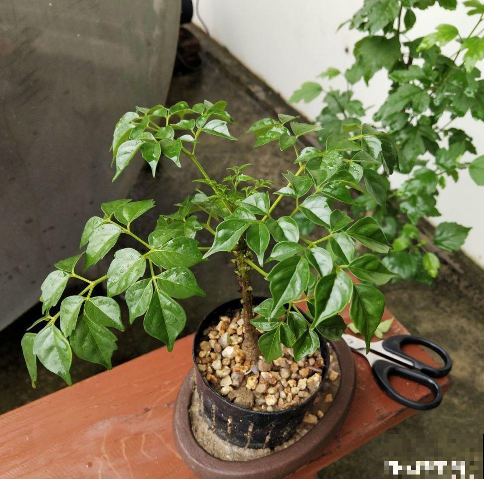 张大爷把花拽一拽，1个月长出人参根，邻居给钱都不卖！