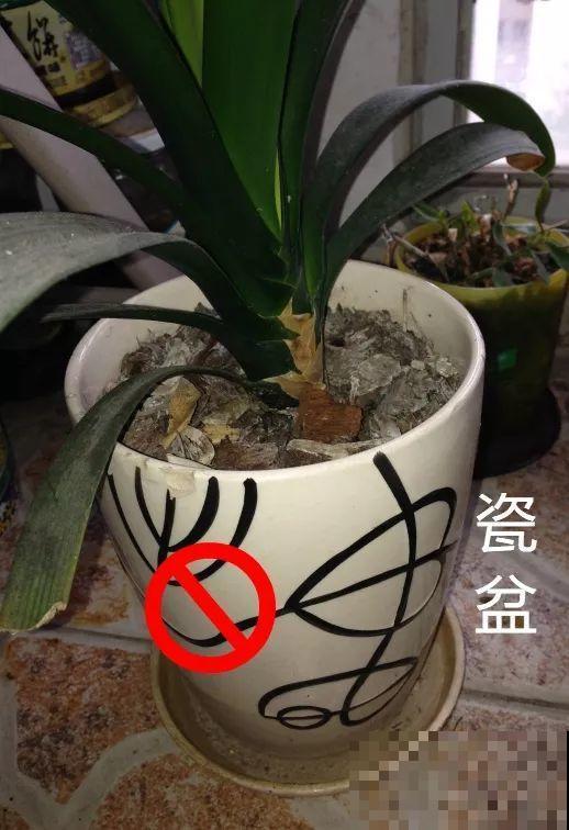 养花别用这种盆，养啥死啥，1棵都不剩！