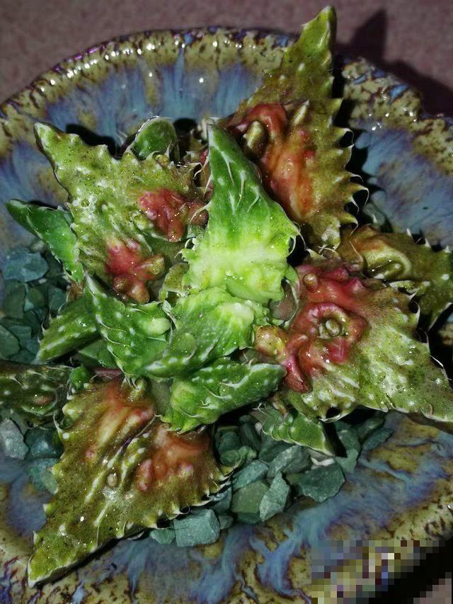 这6种多肉，刚买的时候丑的吓人，先别急着扔，越养越贵气！