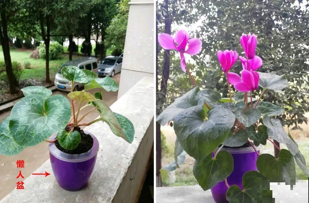 养花别用这种盆，养啥死啥，1棵都不剩！
