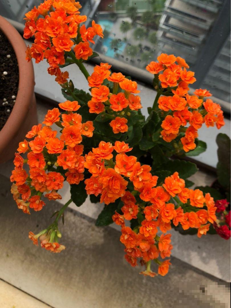 找个塑料袋，往植株上一套，长寿开花快