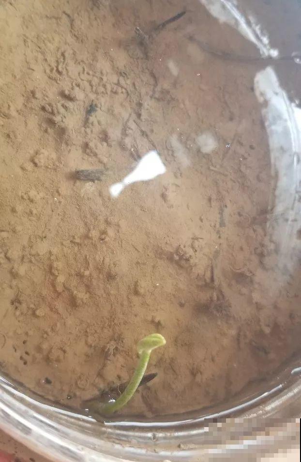 开败的百合这样一处理，能长一缸的小球，花盆都不够用！