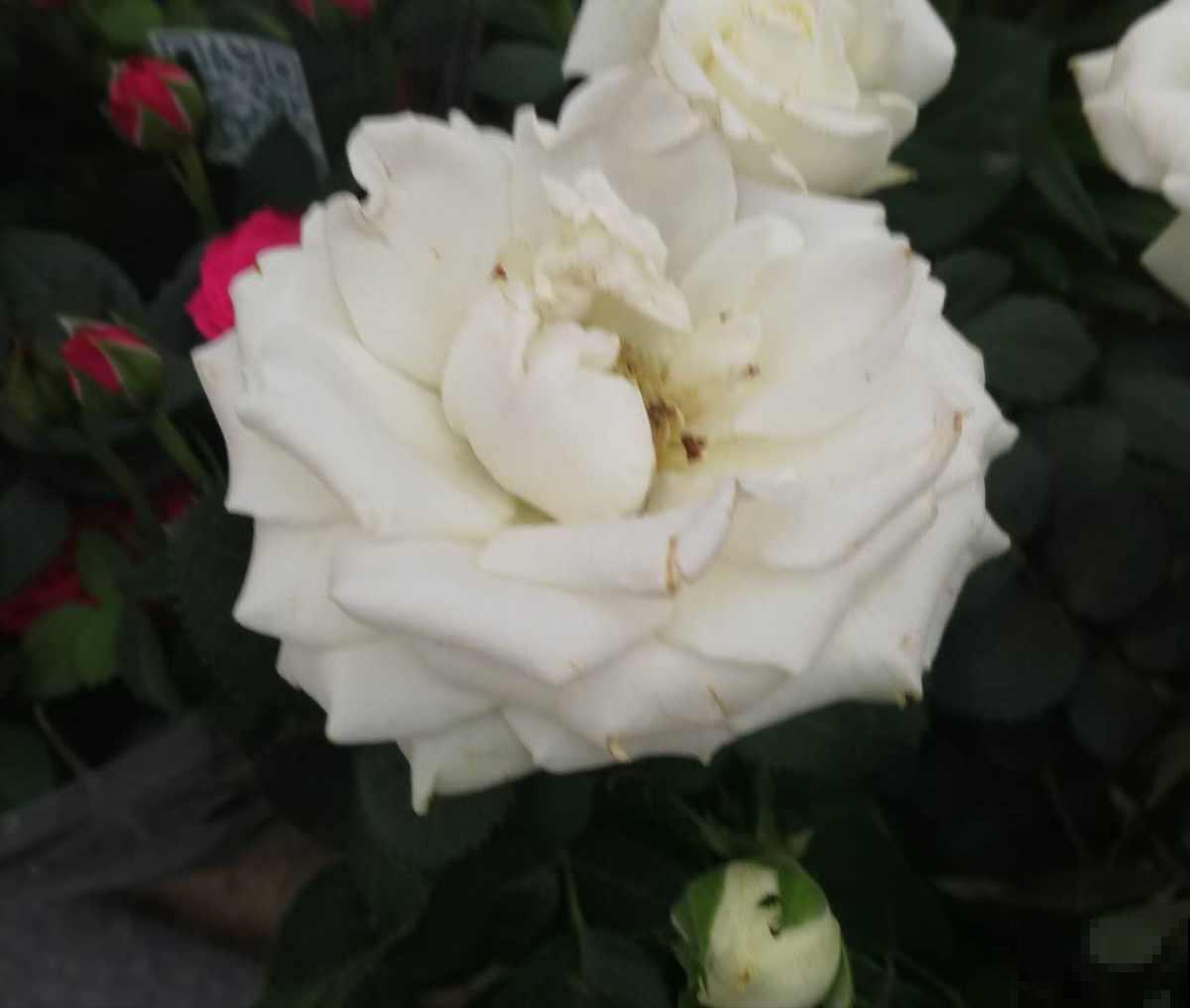 这花又叫开花皇后,人家养的花朵硕大,自己养的开花越来越少咋办 这花又叫开花皇后,人家养的花朵硕大,自己养的开花越来越少咋办